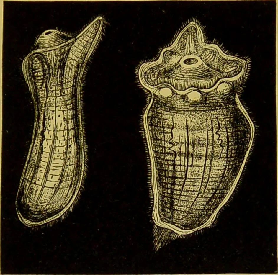 An illustration from The microscope : its history, construction, and application, being a familiar introduction to the use of the instrument, and the study of microscopical science / by Jabez Hogg., 1898, leaf 587