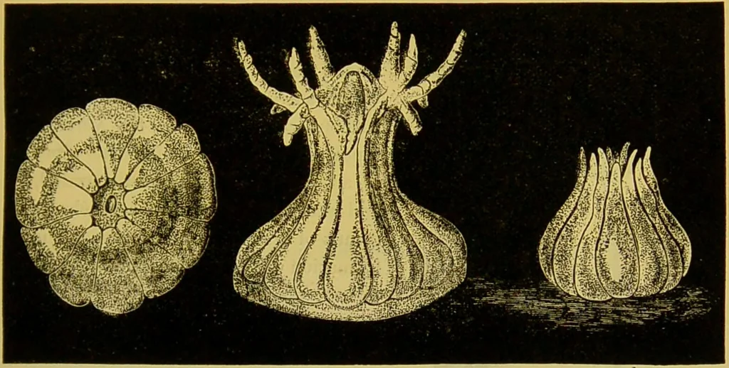 An illustration from The microscope : its history, construction, and application, being a familiar introduction to the use of the instrument, and the study of microscopical science / by Jabez Hogg., 1898, leaf 589