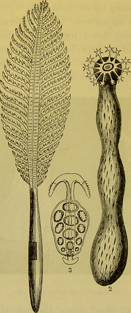 An illustration from The microscope : its history, construction, and application, being a familiar introduction to the use of the instrument, and the study of microscopical science / by Jabez Hogg., 1898, leaf 590