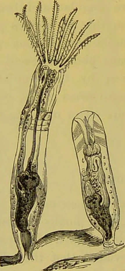 An illustration from The microscope : its history, construction, and application, being a familiar introduction to the use of the instrument, and the study of microscopical science / by Jabez Hogg., 1898, leaf 592
