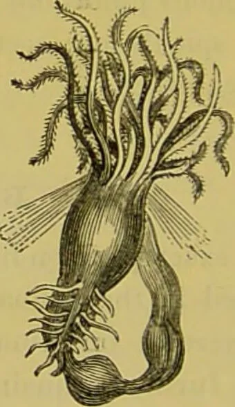 An illustration from The microscope : its history, construction, and application, being a familiar introduction to the use of the instrument, and the study of microscopical science / by Jabez Hogg., 1898, leaf 592