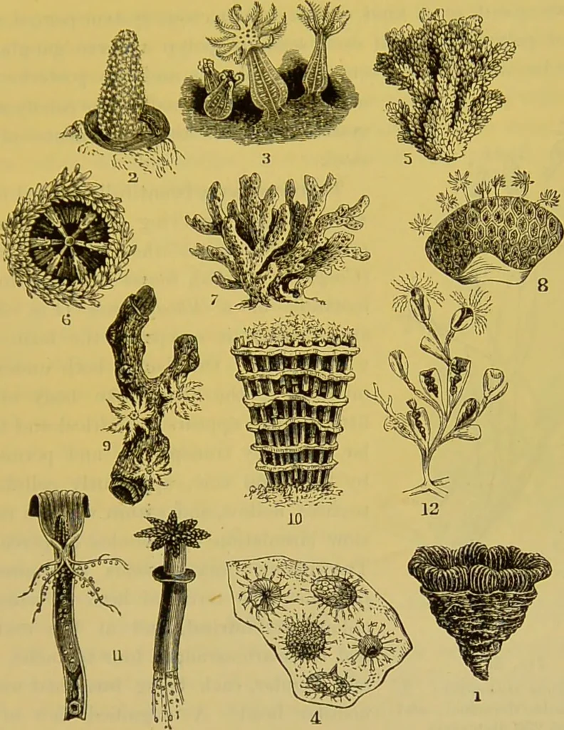 An illustration from The microscope : its history, construction, and application, being a familiar introduction to the use of the instrument, and the study of microscopical science / by Jabez Hogg., 1898, leaf 593