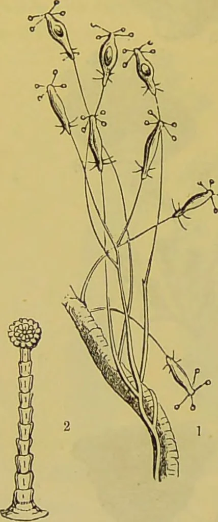 An illustration from The microscope : its history, construction, and application, being a familiar introduction to the use of the instrument, and the study of microscopical science / by Jabez Hogg., 1898, leaf 594