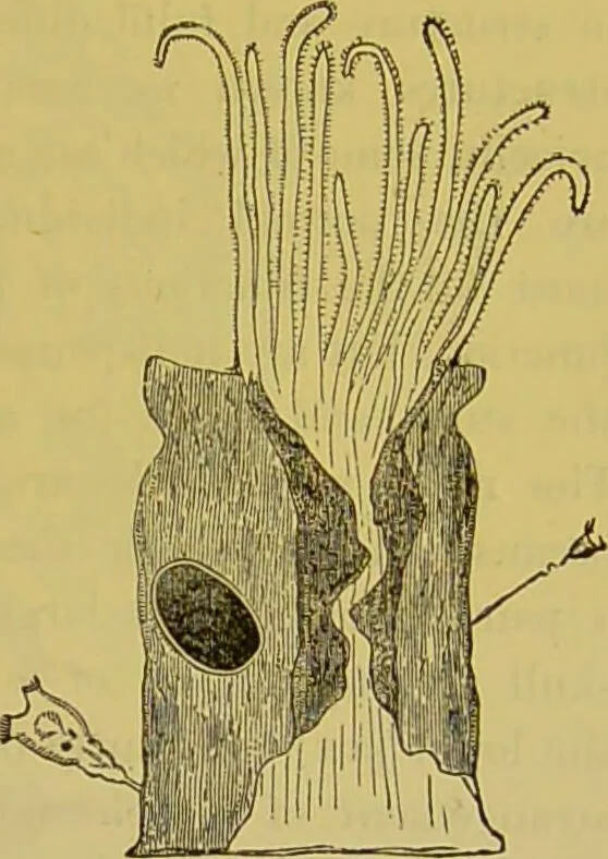 An illustration from The microscope : its history, construction, and application, being a familiar introduction to the use of the instrument, and the study of microscopical science / by Jabez Hogg., 1898, leaf 595