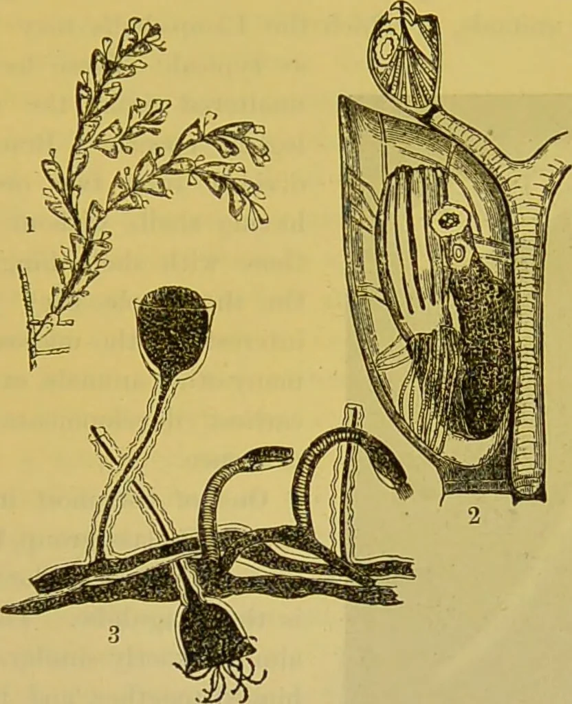 An illustration from The microscope : its history, construction, and application, being a familiar introduction to the use of the instrument, and the study of microscopical science / by Jabez Hogg., 1898, leaf 597