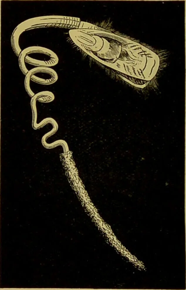 An illustration from The microscope : its history, construction, and application, being a familiar introduction to the use of the instrument, and the study of microscopical science / by Jabez Hogg., 1898, leaf 598