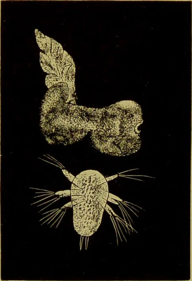 An illustration from The microscope : its history, construction, and application, being a familiar introduction to the use of the instrument, and the study of microscopical science / by Jabez Hogg., 1898, leaf 600