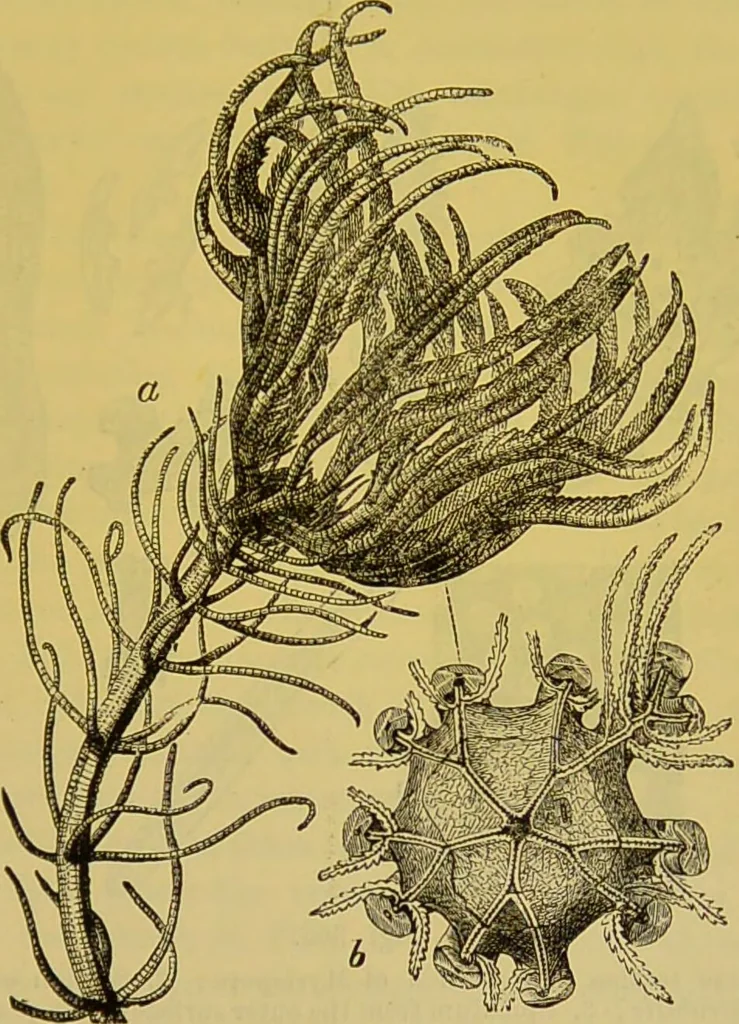 An illustration from The microscope : its history, construction, and application, being a familiar introduction to the use of the instrument, and the study of microscopical science / by Jabez Hogg., 1898, leaf 601