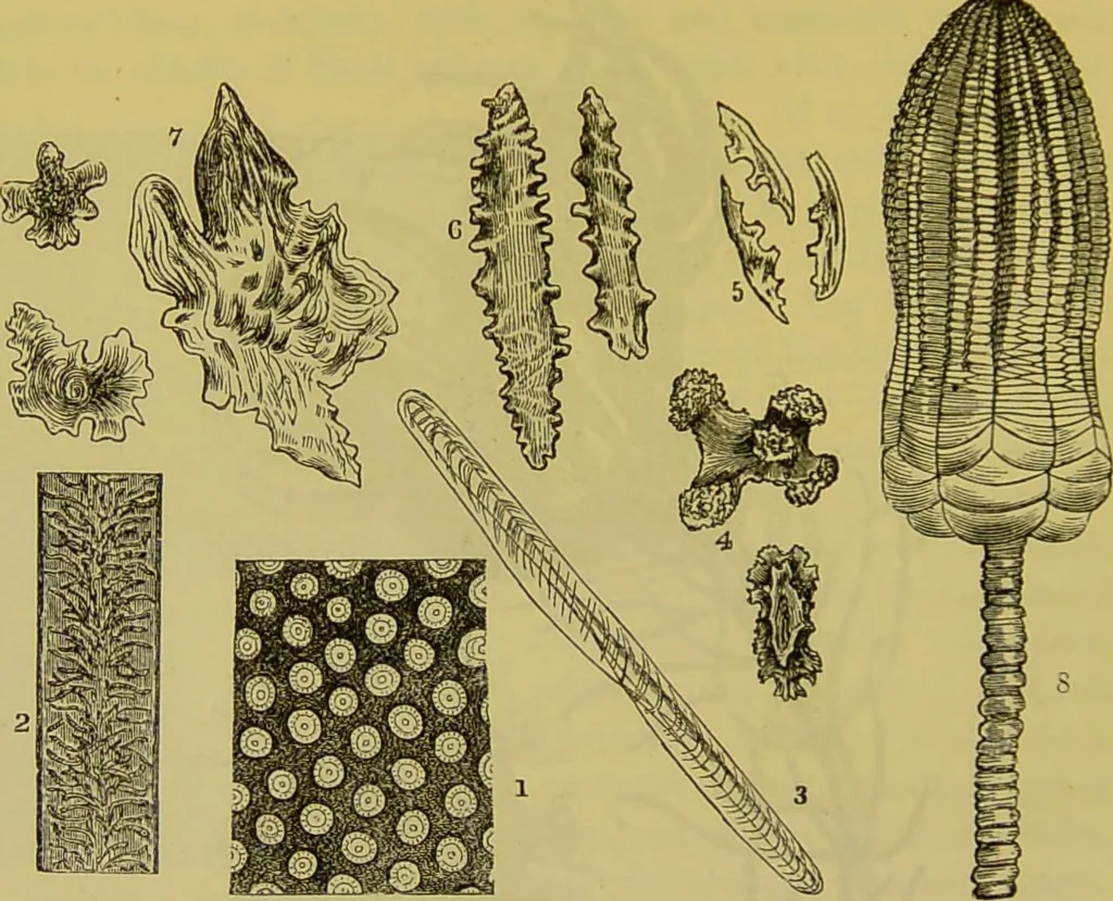 An illustration from The microscope : its history, construction, and application, being a familiar introduction to the use of the instrument, and the study of microscopical science / by Jabez Hogg., 1898, leaf 602