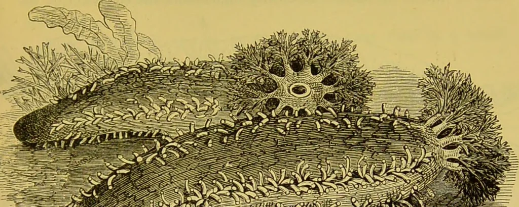 An illustration from The microscope : its history, construction, and application, being a familiar introduction to the use of the instrument, and the study of microscopical science / by Jabez Hogg., 1898, leaf 607