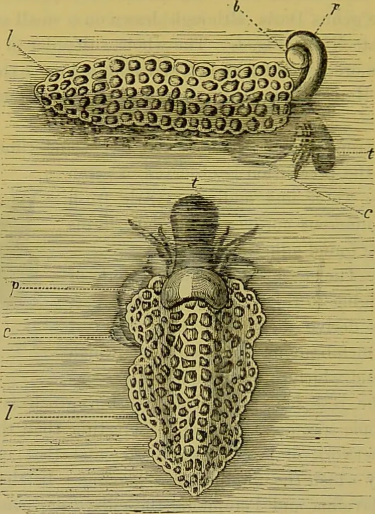 An illustration from The microscope : its history, construction, and application, being a familiar introduction to the use of the instrument, and the study of microscopical science / by Jabez Hogg., 1898, leaf 610