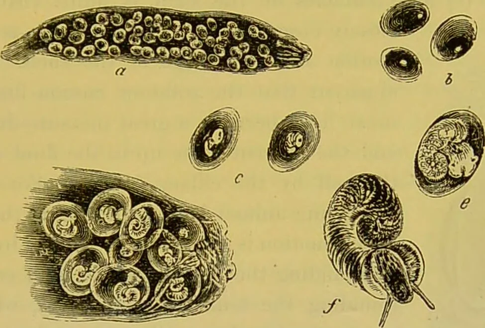 An illustration from The microscope : its history, construction, and application, being a familiar introduction to the use of the instrument, and the study of microscopical science / by Jabez Hogg., 1898, leaf 611