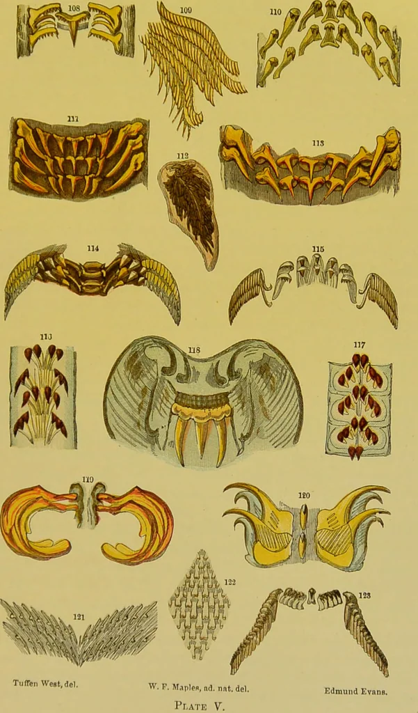 An illustration from The microscope : its history, construction, and application, being a familiar introduction to the use of the instrument, and the study of microscopical science / by Jabez Hogg., 1898, leaf 617