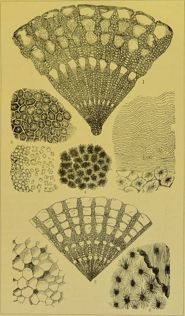 An illustration from The microscope : its history, construction, and application, being a familiar introduction to the use of the instrument, and the study of microscopical science / by Jabez Hogg., 1898, leaf 621
