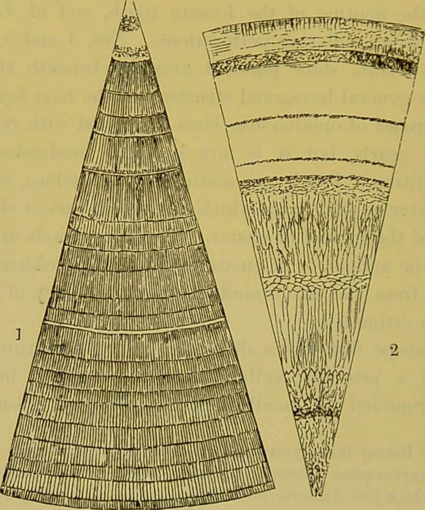 An illustration from The microscope : its history, construction, and application, being a familiar introduction to the use of the instrument, and the study of microscopical science / by Jabez Hogg., 1898, leaf 624