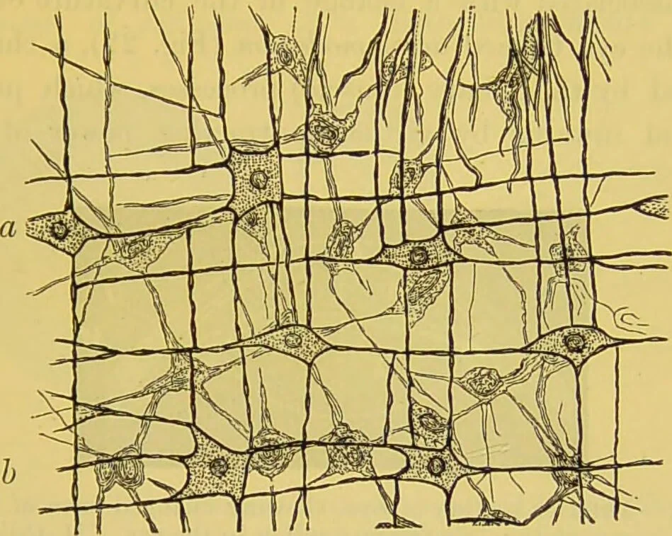 An illustration from The microscope : its history, construction, and application, being a familiar introduction to the use of the instrument, and the study of microscopical science / by Jabez Hogg., 1898, leaf 63