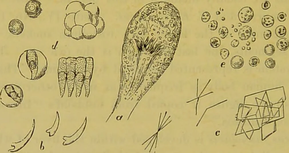 An illustration from The microscope : its history, construction, and application, being a familiar introduction to the use of the instrument, and the study of microscopical science / by Jabez Hogg., 1898, leaf 630