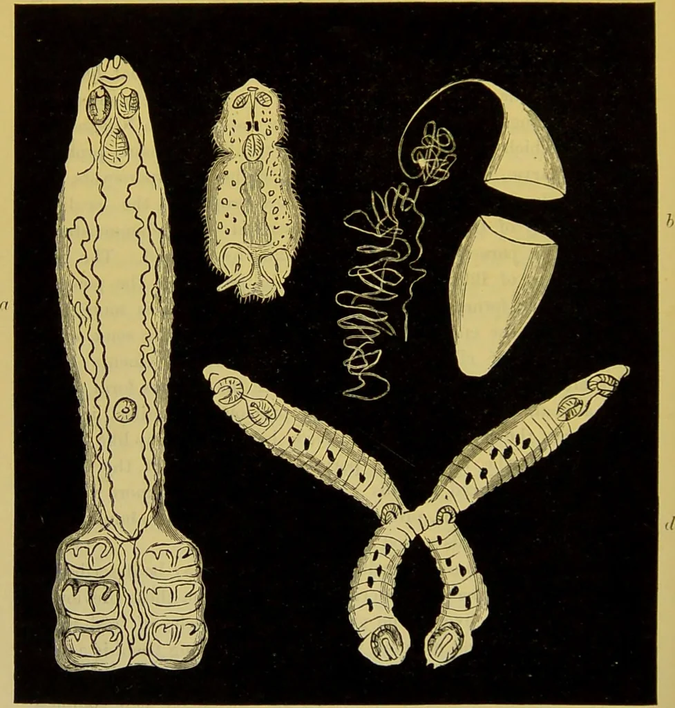 An illustration from The microscope : its history, construction, and application, being a familiar introduction to the use of the instrument, and the study of microscopical science / by Jabez Hogg., 1898, leaf 638