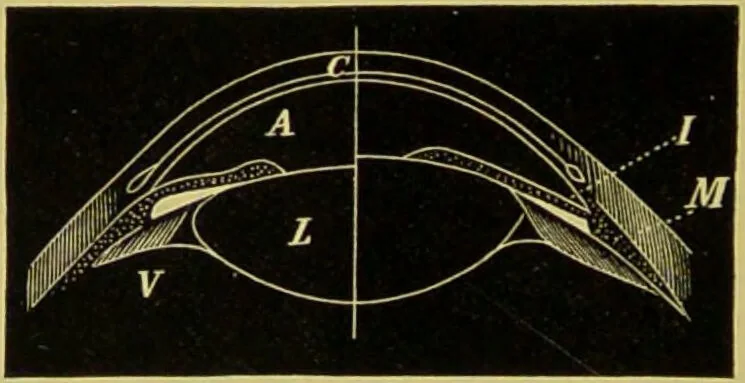 An illustration from The microscope : its history, construction, and application, being a familiar introduction to the use of the instrument, and the study of microscopical science / by Jabez Hogg., 1898, leaf 64
