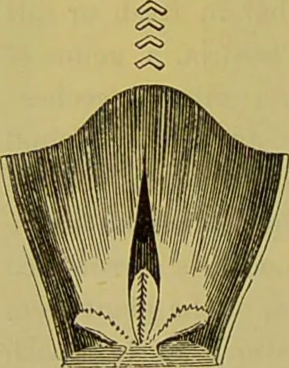 An illustration from The microscope : its history, construction, and application, being a familiar introduction to the use of the instrument, and the study of microscopical science / by Jabez Hogg., 1898, leaf 640
