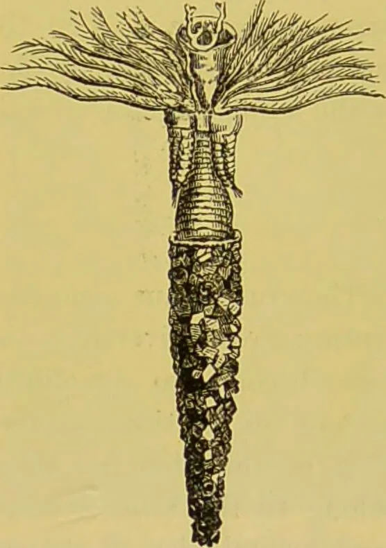 An illustration from The microscope : its history, construction, and application, being a familiar introduction to the use of the instrument, and the study of microscopical science / by Jabez Hogg., 1898, leaf 641
