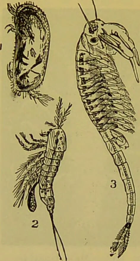 An illustration from The microscope : its history, construction, and application, being a familiar introduction to the use of the instrument, and the study of microscopical science / by Jabez Hogg., 1898, leaf 644