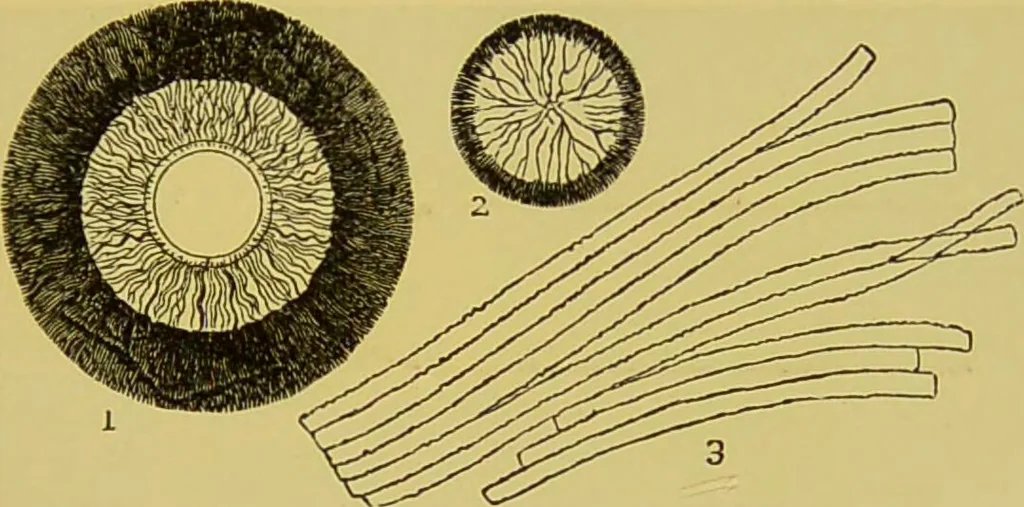 An illustration from The microscope : its history, construction, and application, being a familiar introduction to the use of the instrument, and the study of microscopical science / by Jabez Hogg., 1898, leaf 65