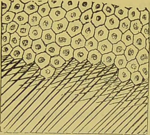 An illustration from The microscope : its history, construction, and application, being a familiar introduction to the use of the instrument, and the study of microscopical science / by Jabez Hogg., 1898, leaf 650