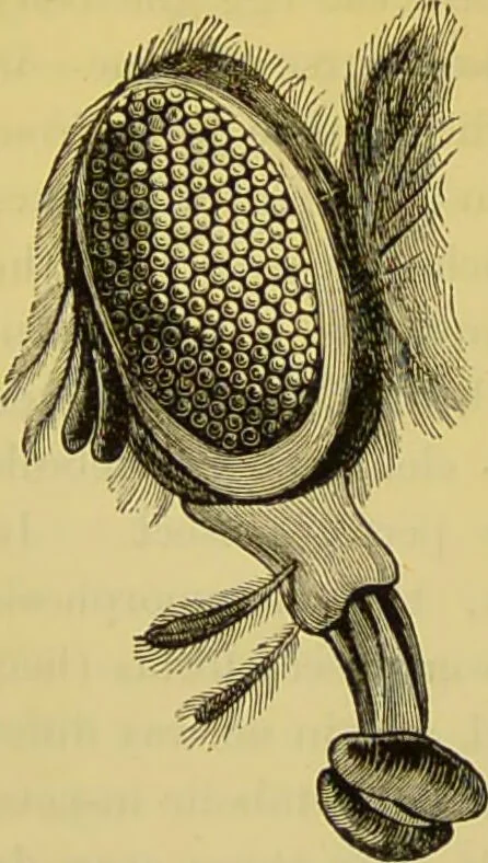 An illustration from The microscope : its history, construction, and application, being a familiar introduction to the use of the instrument, and the study of microscopical science / by Jabez Hogg., 1898, leaf 654