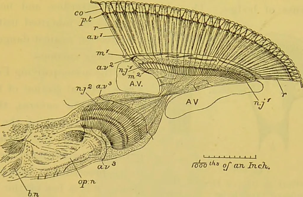 An illustration from The microscope : its history, construction, and application, being a familiar introduction to the use of the instrument, and the study of microscopical science / by Jabez Hogg., 1898, leaf 655