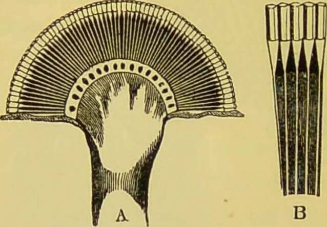 An illustration from The microscope : its history, construction, and application, being a familiar introduction to the use of the instrument, and the study of microscopical science / by Jabez Hogg., 1898, leaf 656