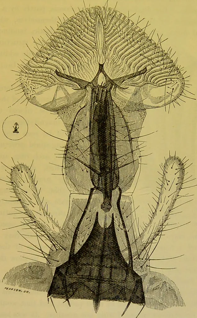 An illustration from The microscope : its history, construction, and application, being a familiar introduction to the use of the instrument, and the study of microscopical science / by Jabez Hogg., 1898, leaf 657