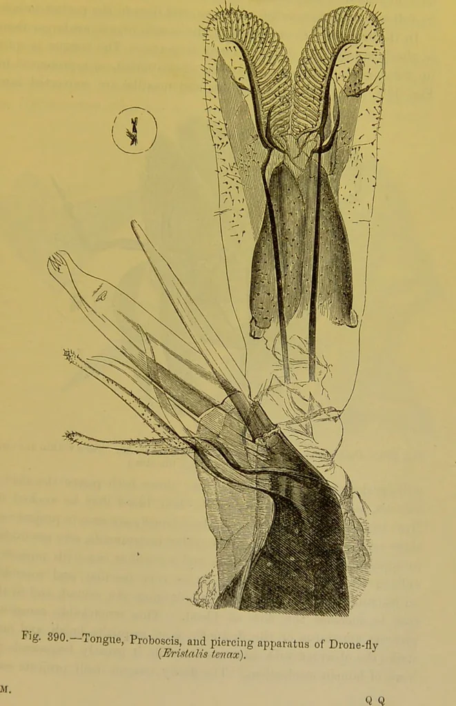 An illustration from The microscope : its history, construction, and application, being a familiar introduction to the use of the instrument, and the study of microscopical science / by Jabez Hogg., 1898, leaf 659