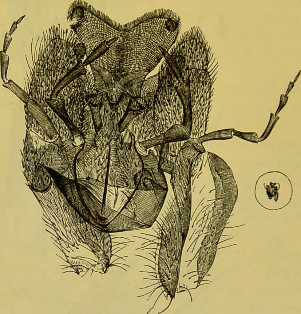 An illustration from The microscope : its history, construction, and application, being a familiar introduction to the use of the instrument, and the study of microscopical science / by Jabez Hogg., 1898, leaf 660