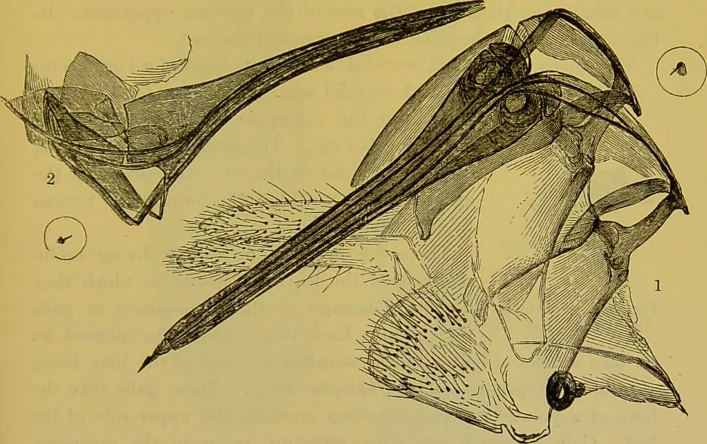 An illustration from The microscope : its history, construction, and application, being a familiar introduction to the use of the instrument, and the study of microscopical science / by Jabez Hogg., 1898, leaf 661