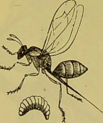 An illustration from The microscope : its history, construction, and application, being a familiar introduction to the use of the instrument, and the study of microscopical science / by Jabez Hogg., 1898, leaf 662