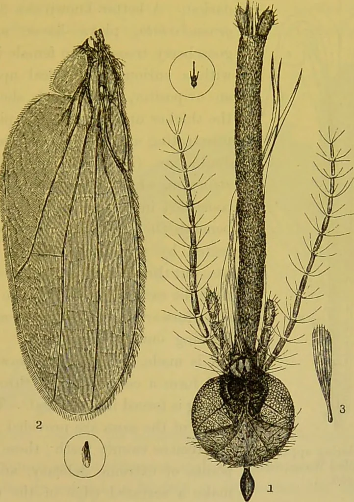 An illustration from The microscope : its history, construction, and application, being a familiar introduction to the use of the instrument, and the study of microscopical science / by Jabez Hogg., 1898, leaf 663