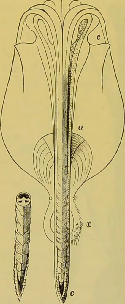 An illustration from The microscope : its history, construction, and application, being a familiar introduction to the use of the instrument, and the study of microscopical science / by Jabez Hogg., 1898, leaf 664