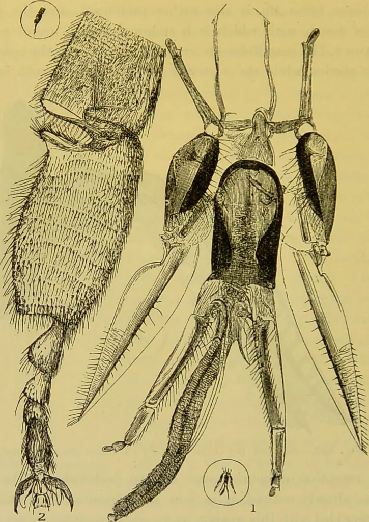 An illustration from The microscope : its history, construction, and application, being a familiar introduction to the use of the instrument, and the study of microscopical science / by Jabez Hogg., 1898, leaf 666