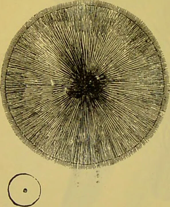 An illustration from The microscope : its history, construction, and application, being a familiar introduction to the use of the instrument, and the study of microscopical science / by Jabez Hogg., 1898, leaf 668