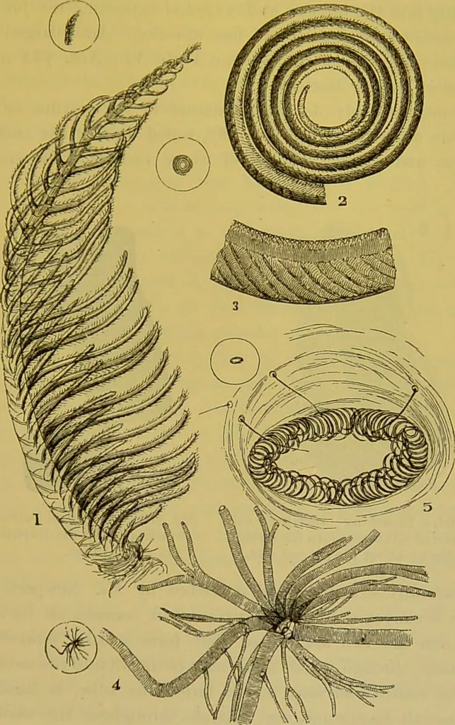 An illustration from The microscope : its history, construction, and application, being a familiar introduction to the use of the instrument, and the study of microscopical science / by Jabez Hogg., 1898, leaf 671