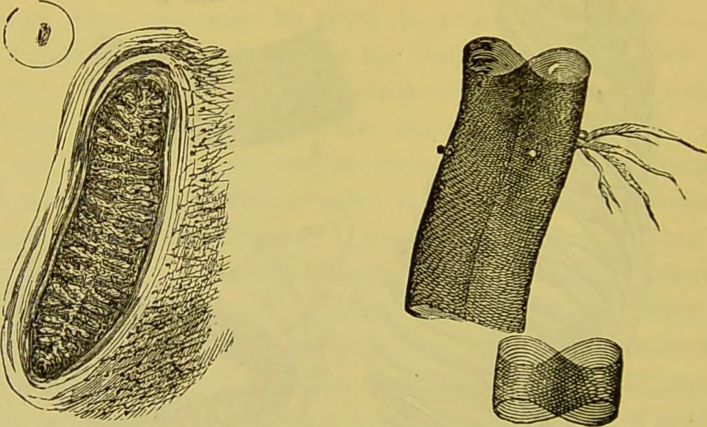 An illustration from The microscope : its history, construction, and application, being a familiar introduction to the use of the instrument, and the study of microscopical science / by Jabez Hogg., 1898, leaf 672