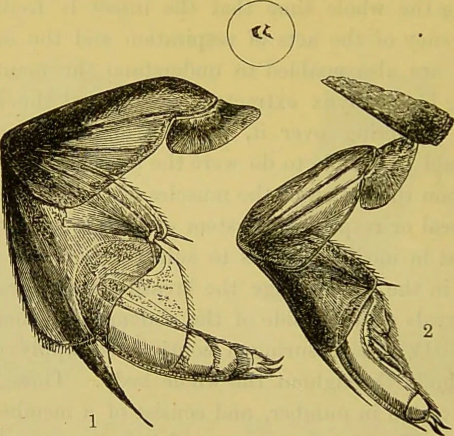 An illustration from The microscope : its history, construction, and application, being a familiar introduction to the use of the instrument, and the study of microscopical science / by Jabez Hogg., 1898, leaf 674