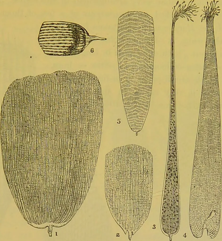 An illustration from The microscope : its history, construction, and application, being a familiar introduction to the use of the instrument, and the study of microscopical science / by Jabez Hogg., 1898, leaf 675