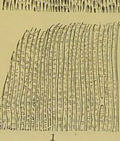 An illustration from The microscope : its history, construction, and application, being a familiar introduction to the use of the instrument, and the study of microscopical science / by Jabez Hogg., 1898, leaf 676