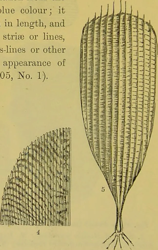 An illustration from The microscope : its history, construction, and application, being a familiar introduction to the use of the instrument, and the study of microscopical science / by Jabez Hogg., 1898, leaf 676