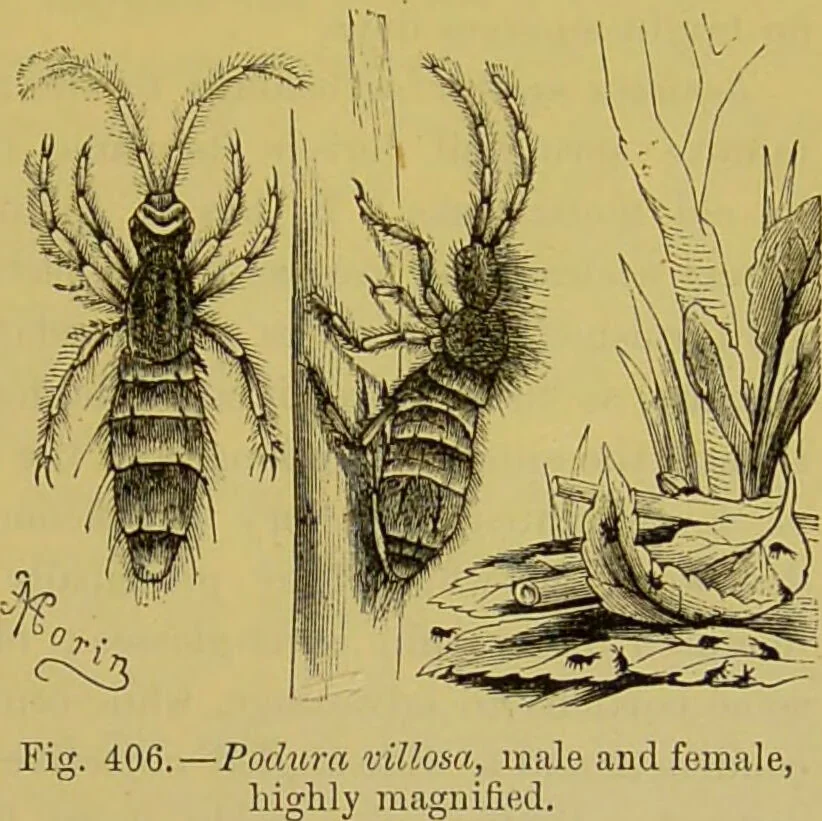 An illustration from The microscope : its history, construction, and application, being a familiar introduction to the use of the instrument, and the study of microscopical science / by Jabez Hogg., 1898, leaf 677
