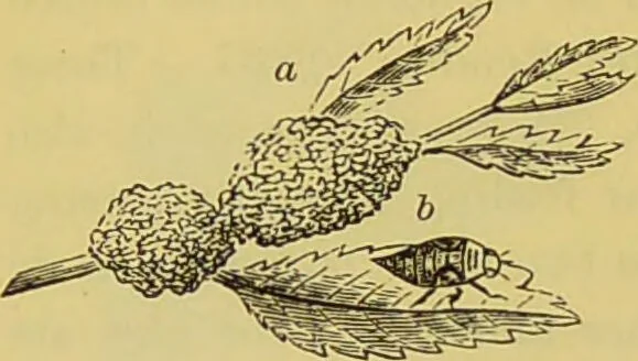 An illustration from The microscope : its history, construction, and application, being a familiar introduction to the use of the instrument, and the study of microscopical science / by Jabez Hogg., 1898, leaf 684