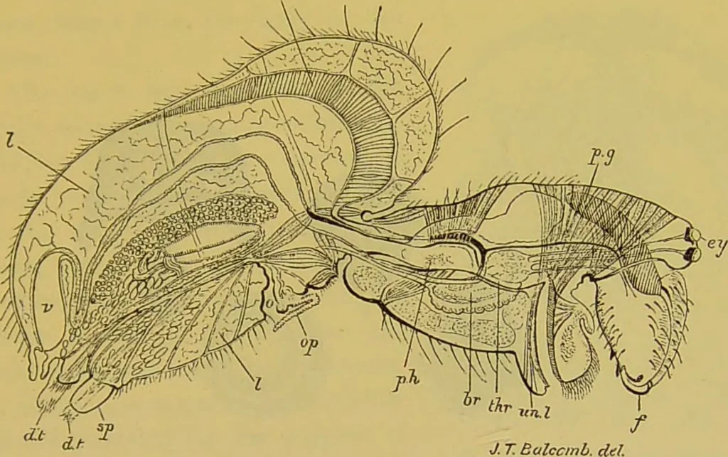 An illustration from The microscope : its history, construction, and application, being a familiar introduction to the use of the instrument, and the study of microscopical science / by Jabez Hogg., 1898, leaf 685