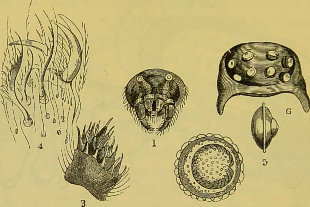 An illustration from The microscope : its history, construction, and application, being a familiar introduction to the use of the instrument, and the study of microscopical science / by Jabez Hogg., 1898, leaf 686